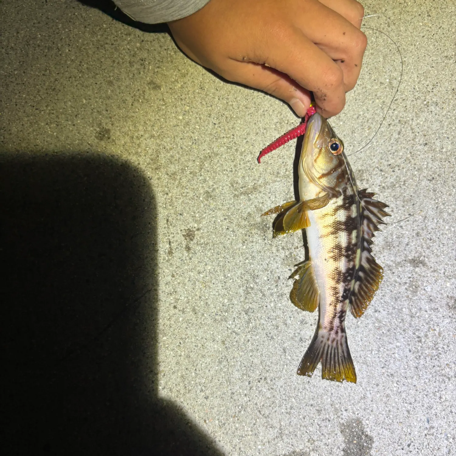 The most recent Kelp bass catches on Fishbrain