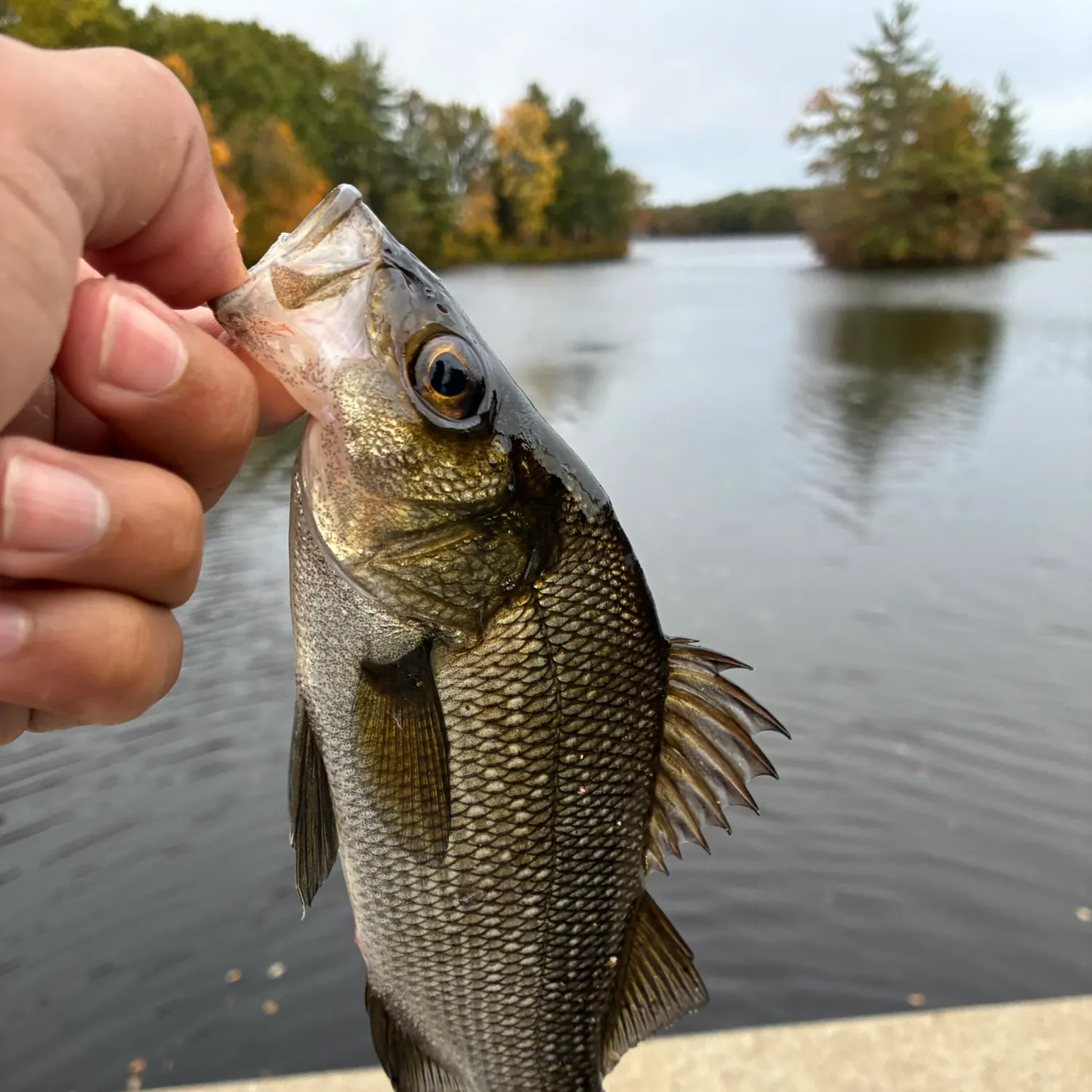 White perch caught on Fishbrain