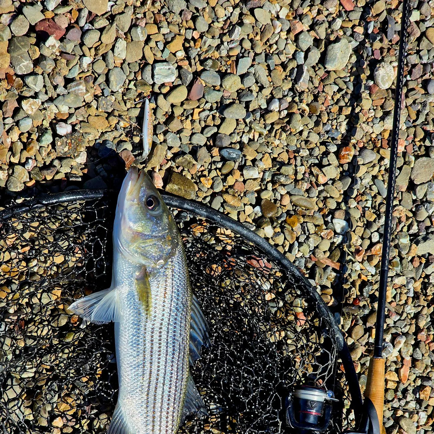 Striped bass caught on Fishbrain
