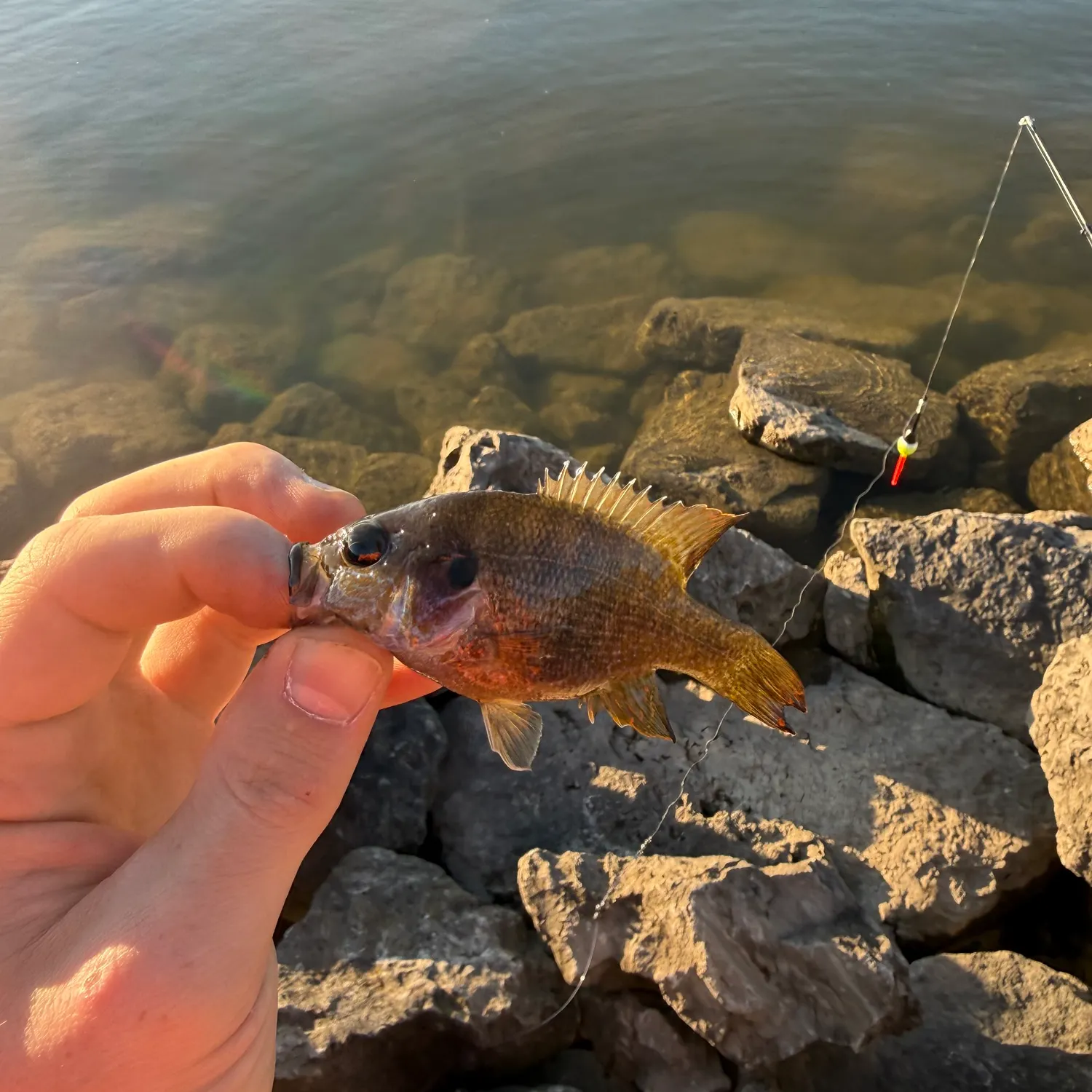 Green sunfish caught on Fishbrain