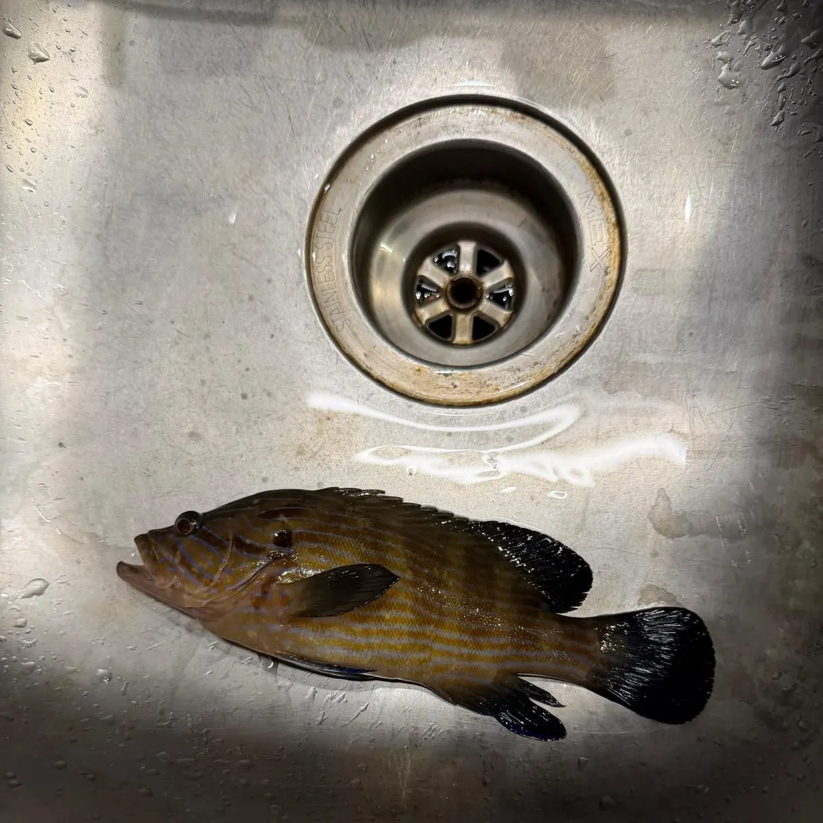 The most recent Speckled blue grouper catches on Fishbrain