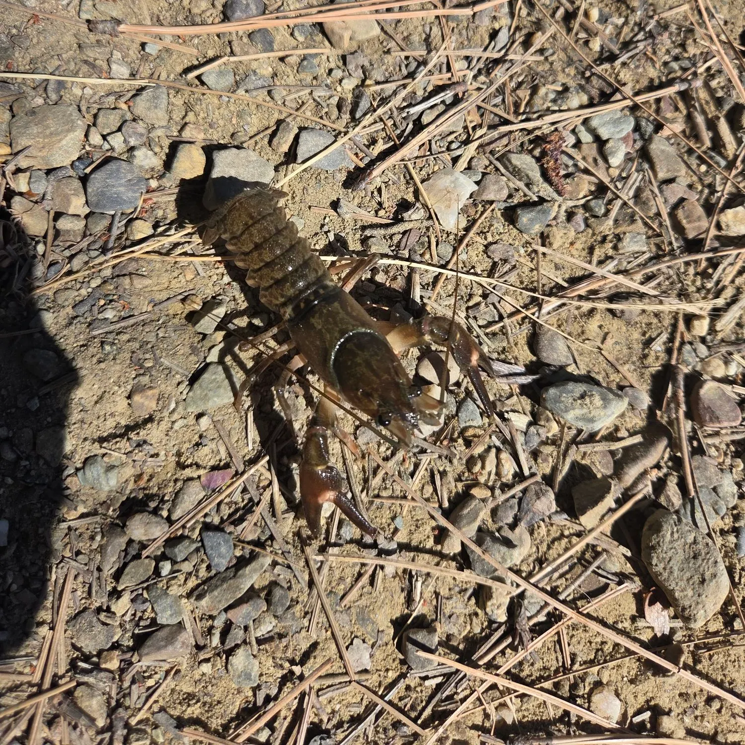 The most recent Signal crayfish catches on Fishbrain