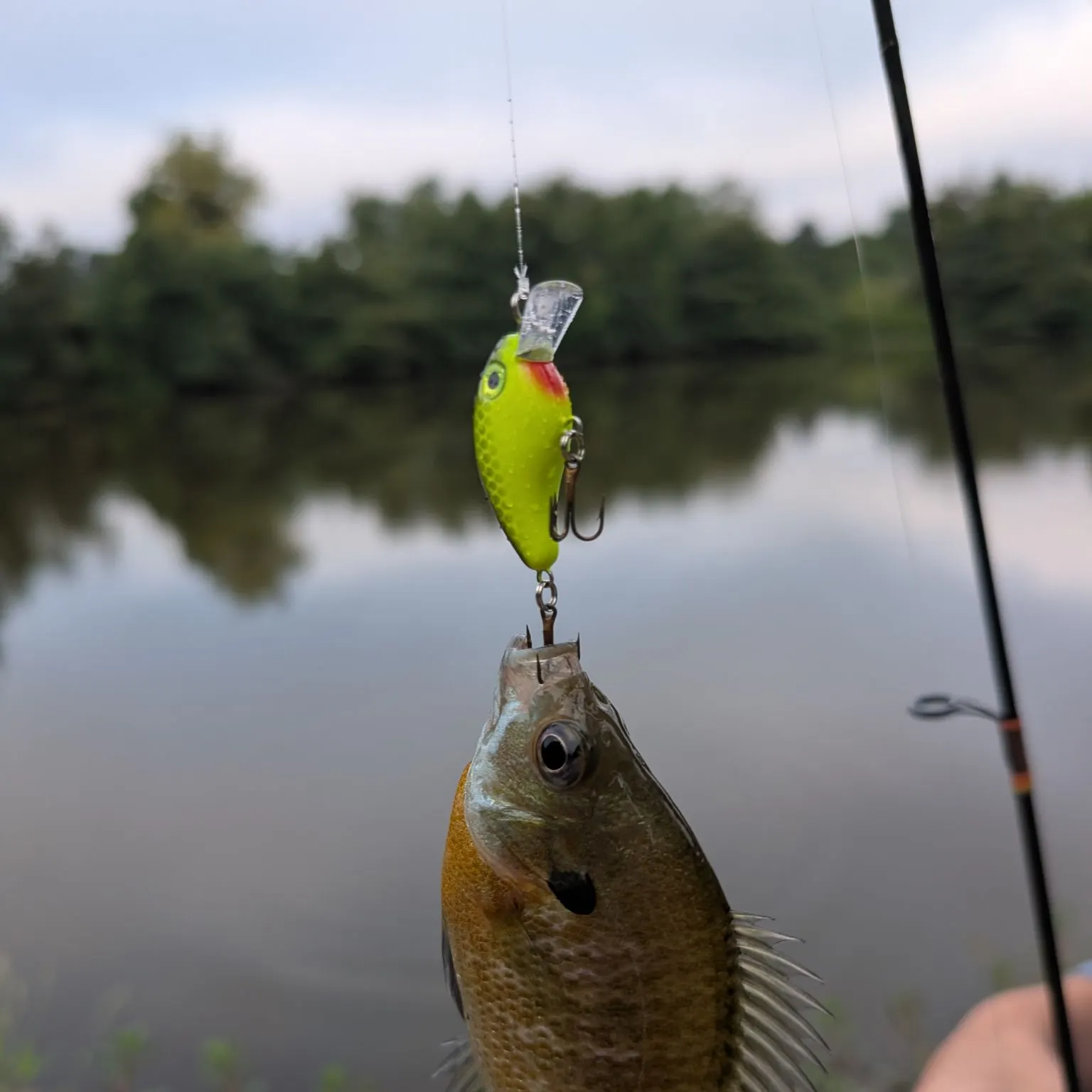Bluegill caught on Fishbrain