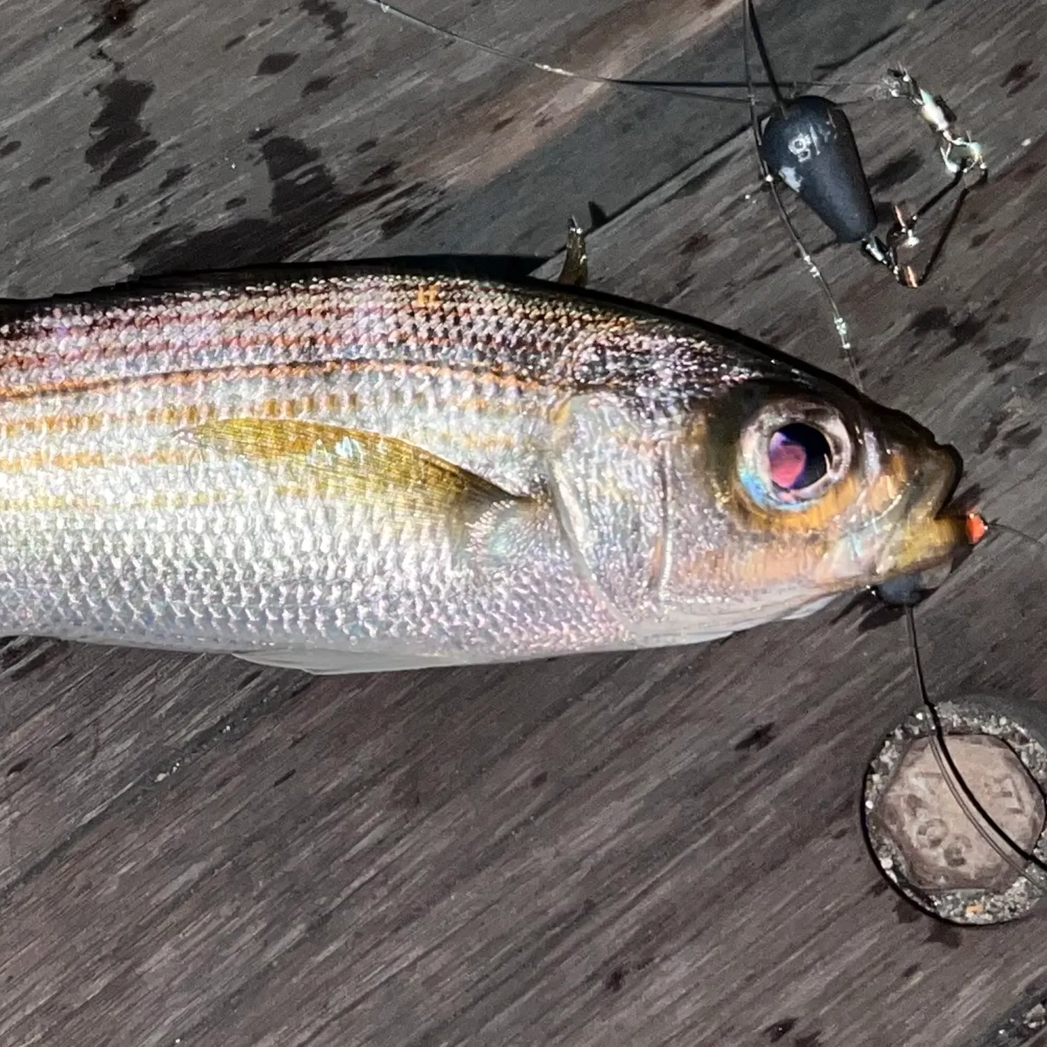 Californian salema caught on Fishbrain