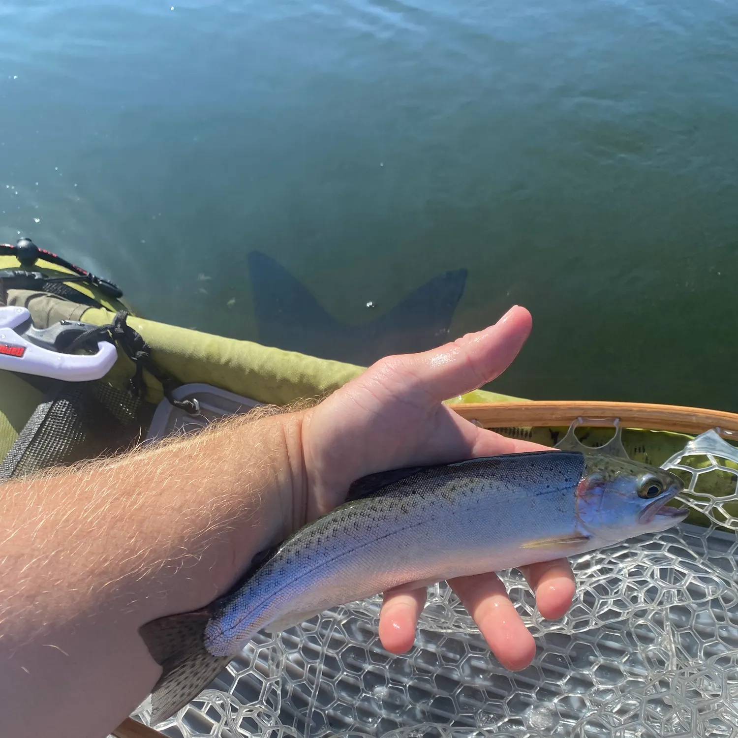 Rainbow trout caught on Fishbrain