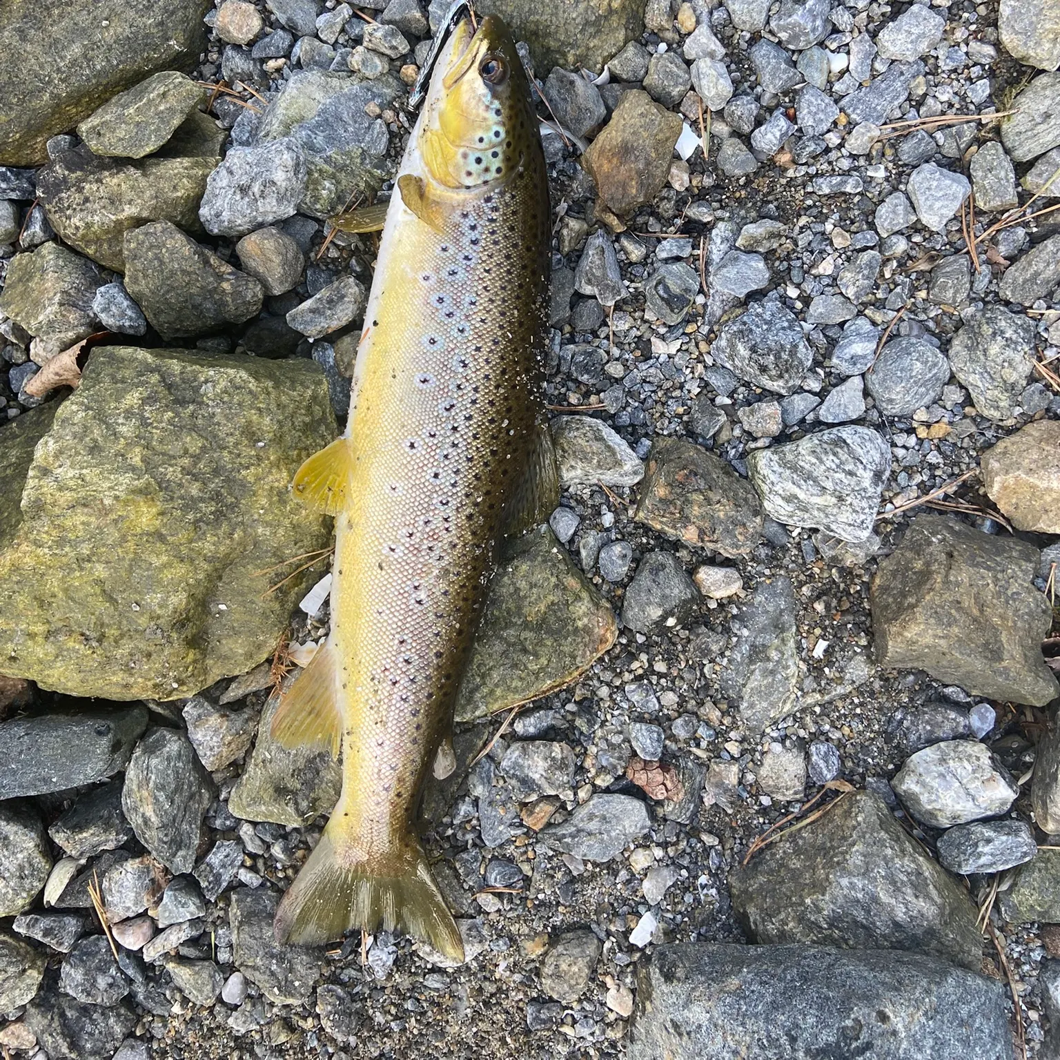 The most recent Sea trout catches on Fishbrain