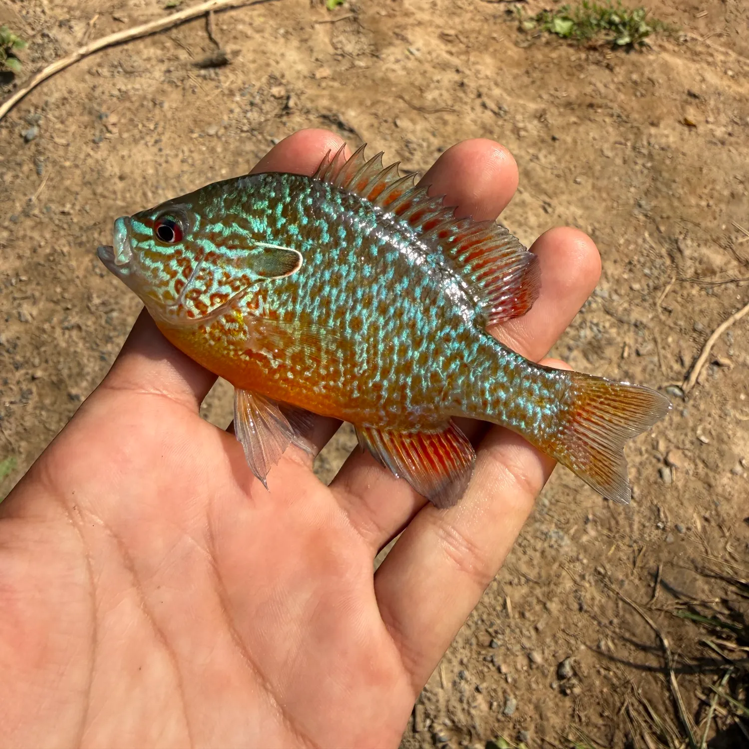 Fish caught on Fishbrain