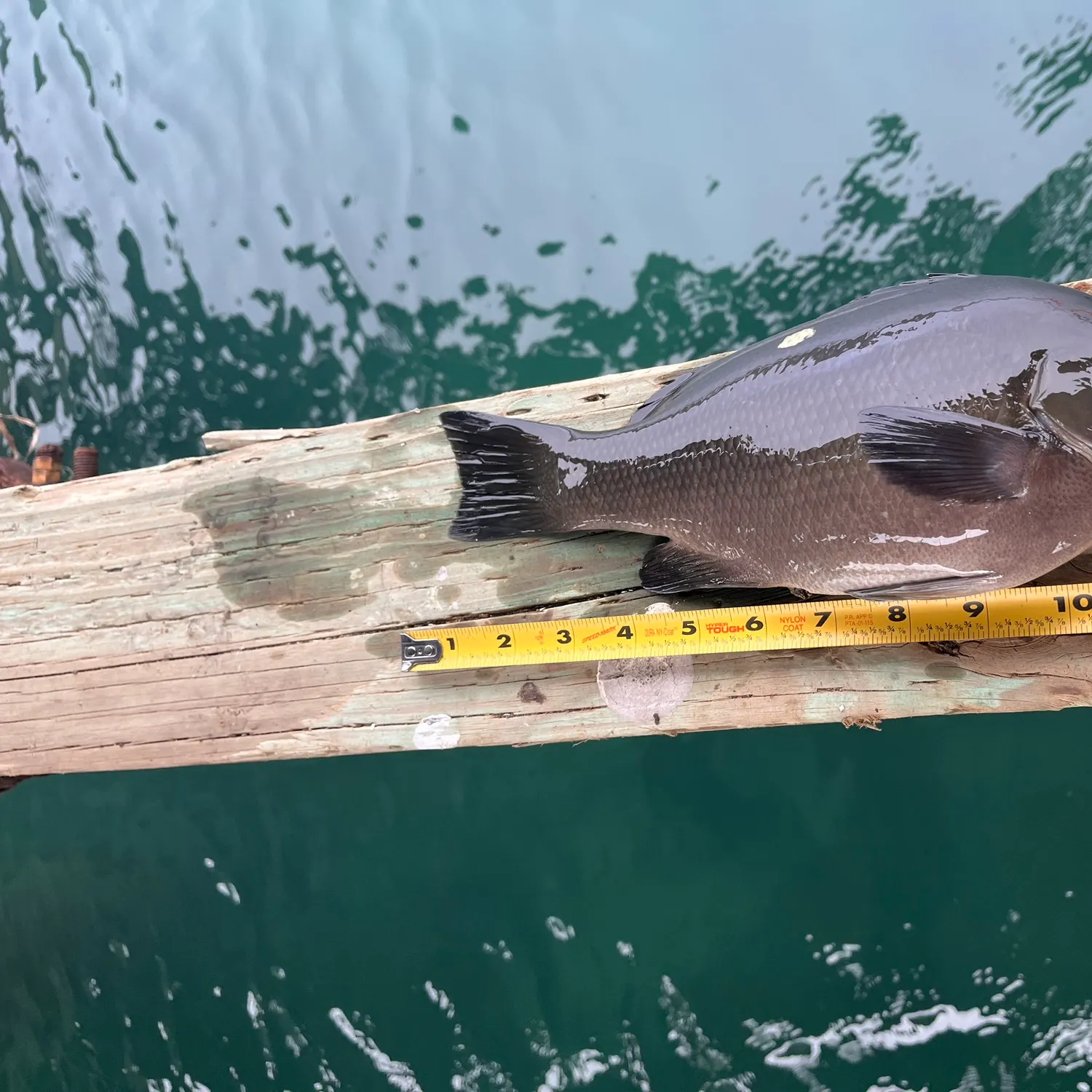 recently logged catches