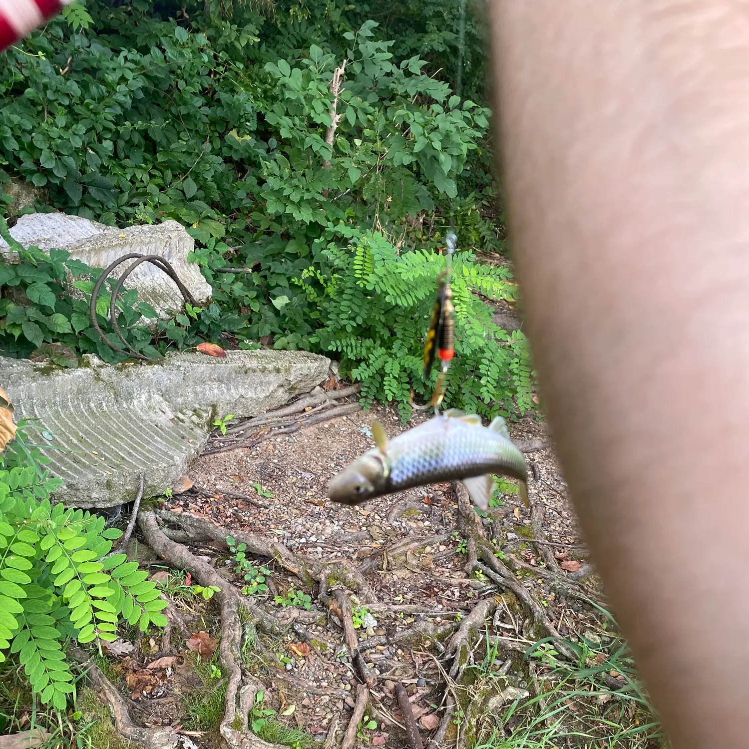 The most recent Hornyhead chub catches on Fishbrain