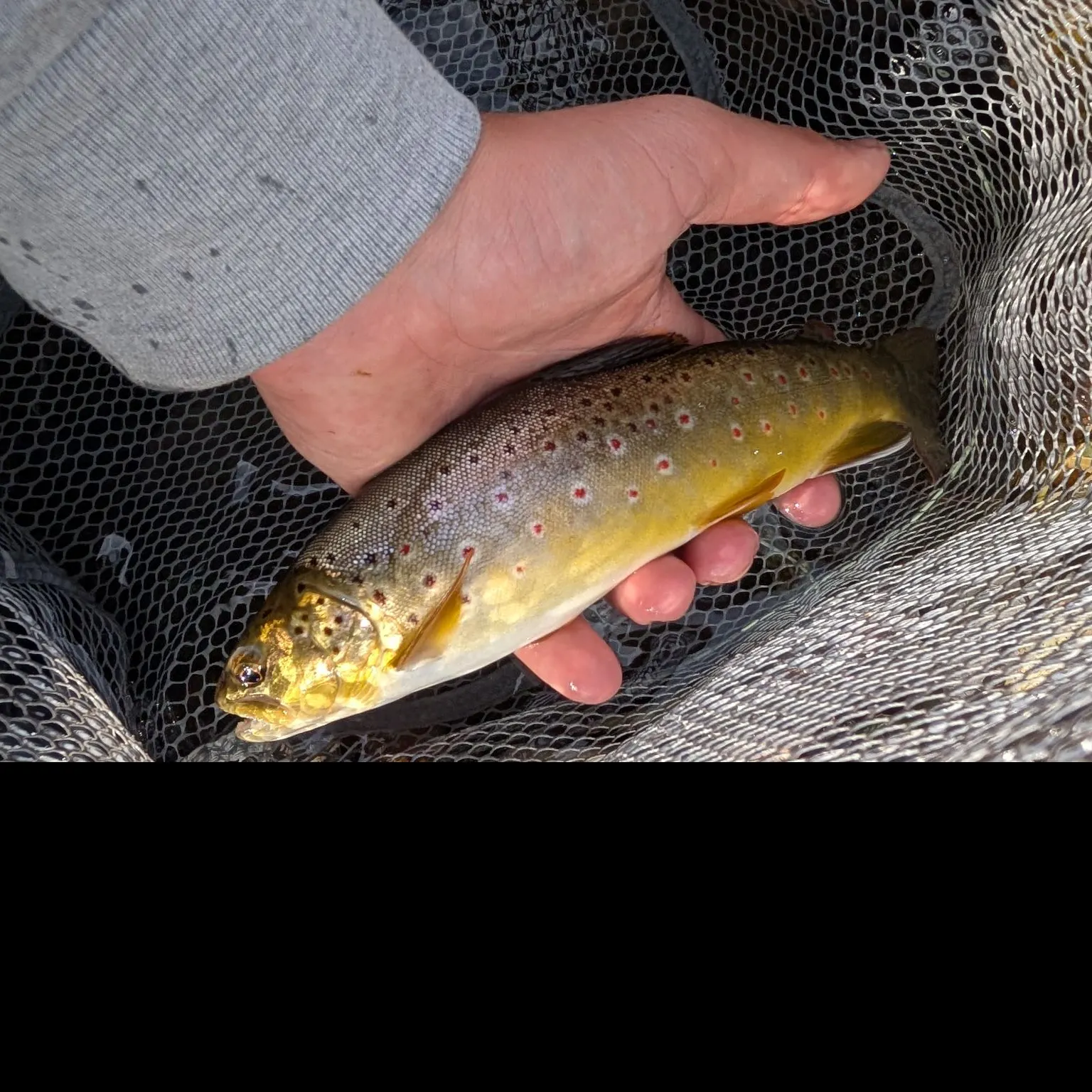 Brown trout caught on Fishbrain