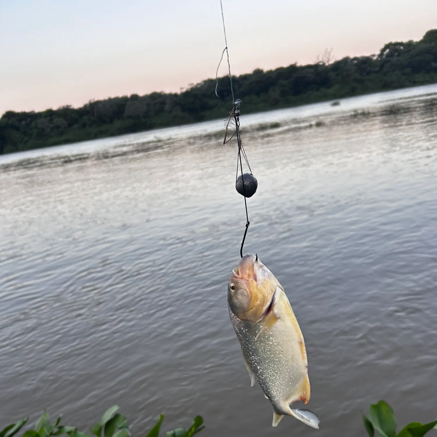 The most recent San Francisco piranha catches on Fishbrain