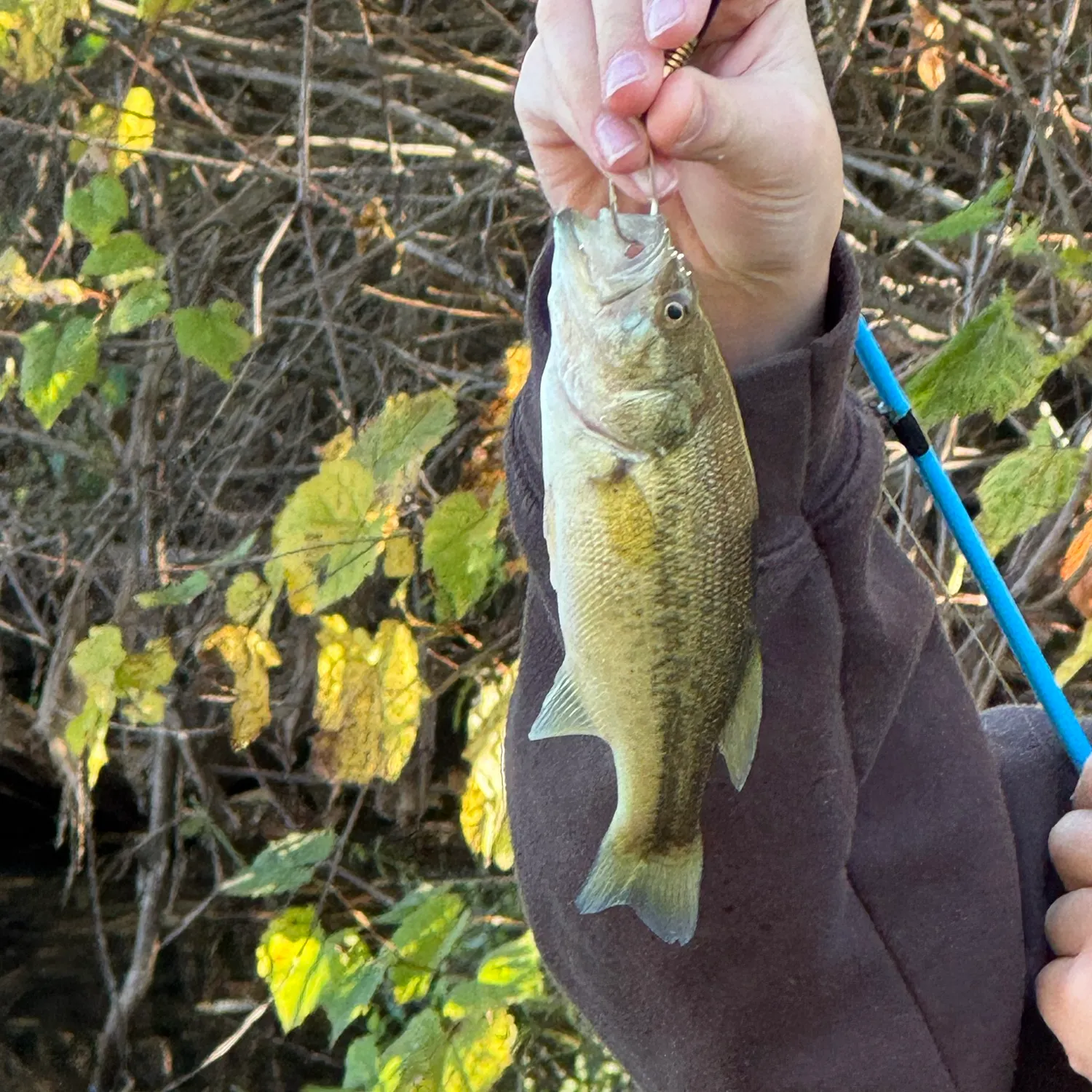 Smallmouth bass caught on Fishbrain