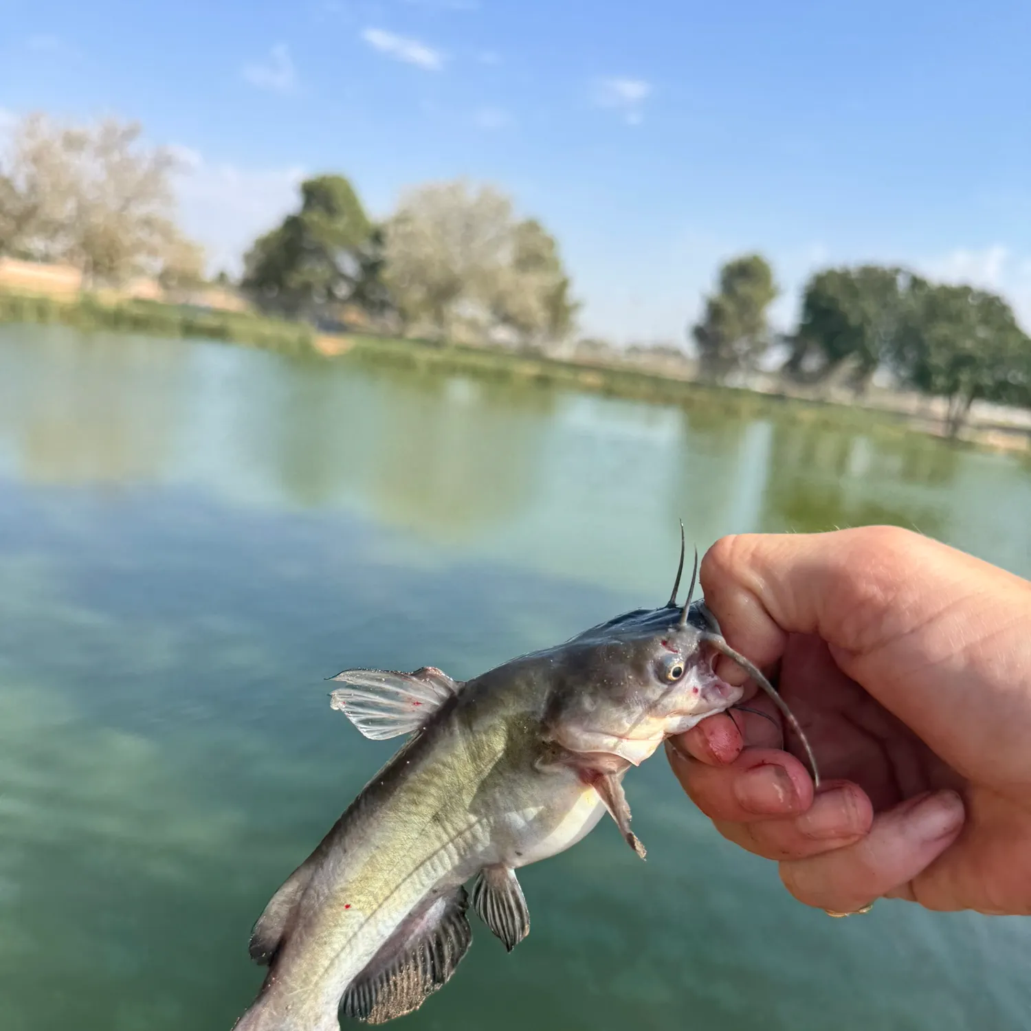 Black bullhead caught on Fishbrain