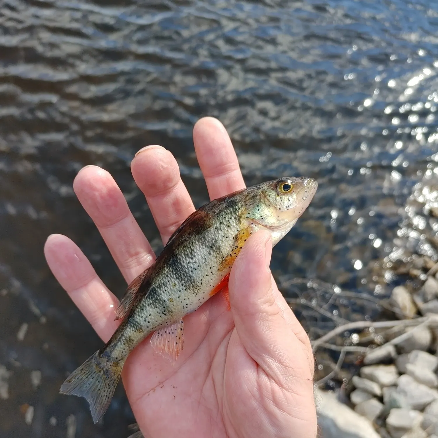 Yellow perch caught on Fishbrain