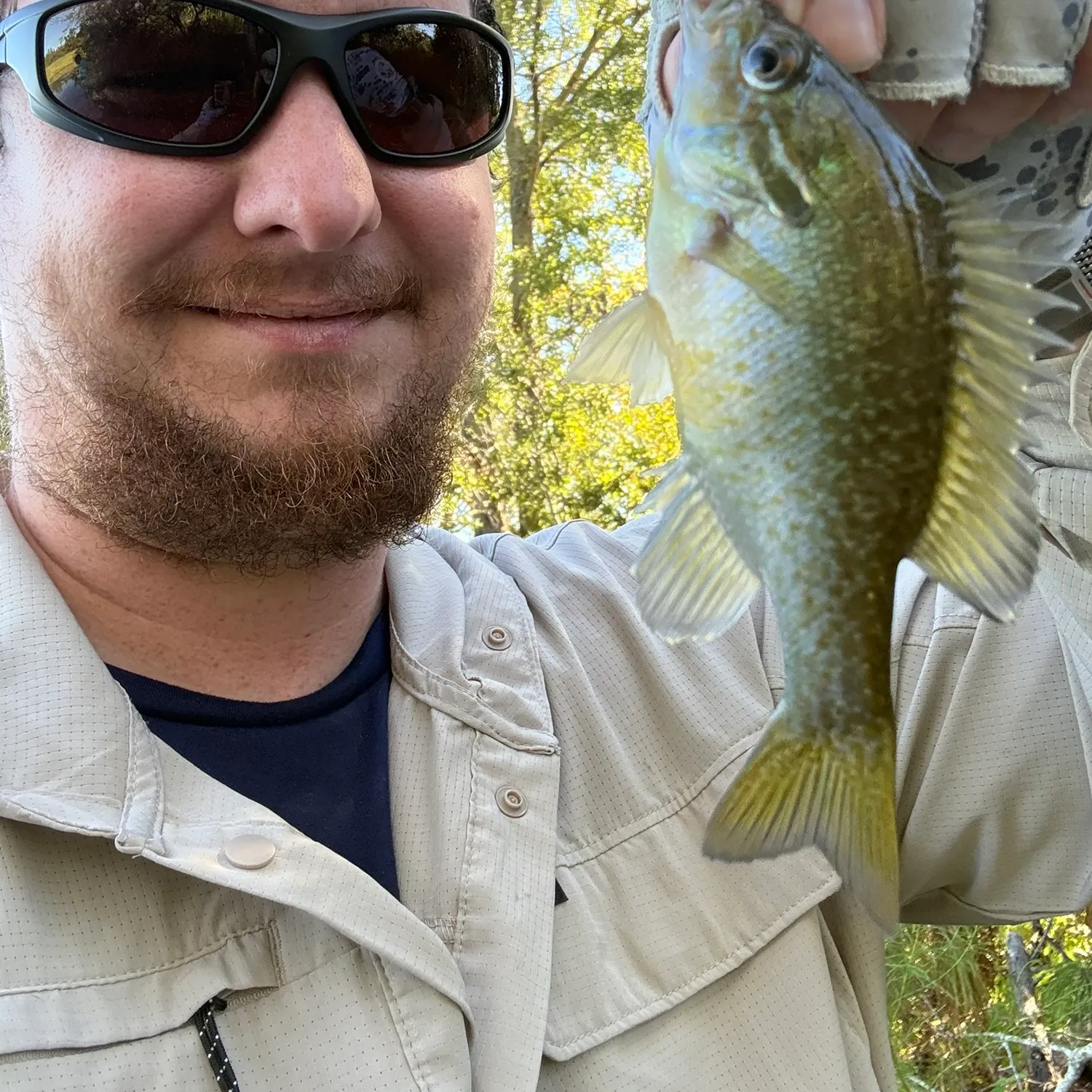 Bluegill caught on Fishbrain