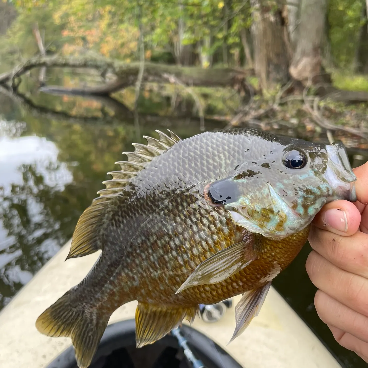 Greengill hybrid caught on Fishbrain