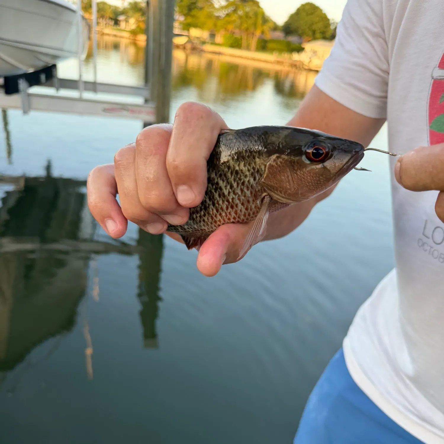 The most recent Mangrove snapper catches on Fishbrain