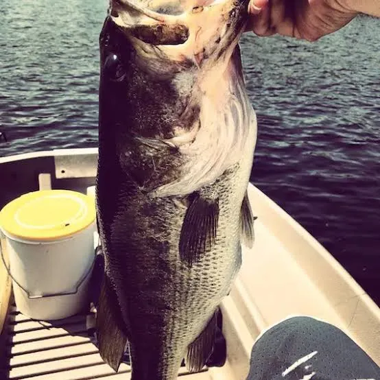 Largemouth bass caught on Fishbrain