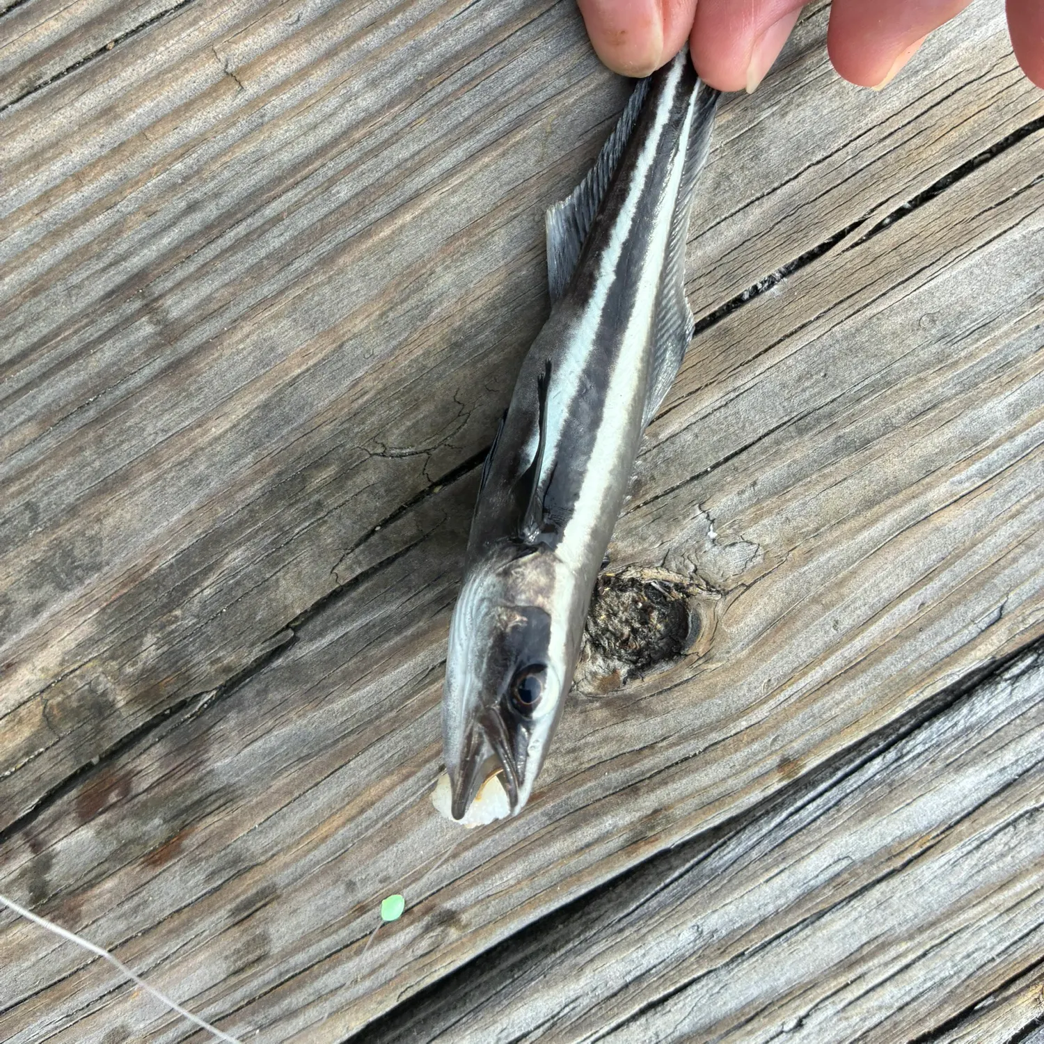 Cobia caught on Fishbrain