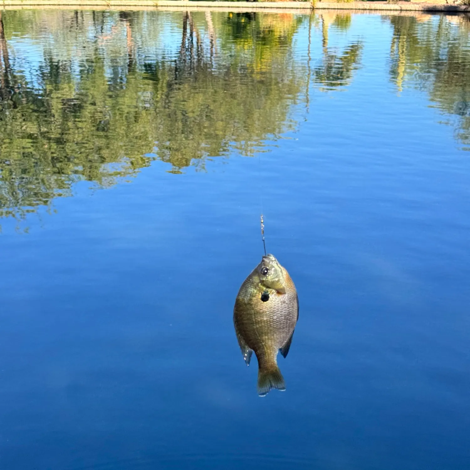 Bluegill caught on Fishbrain