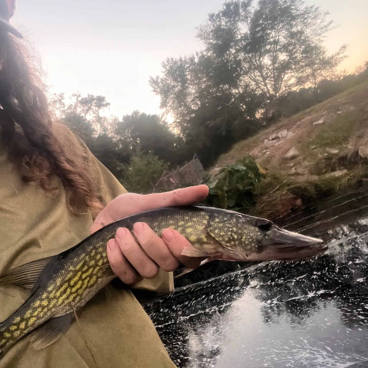 Chain pickerel caught on Fishbrain