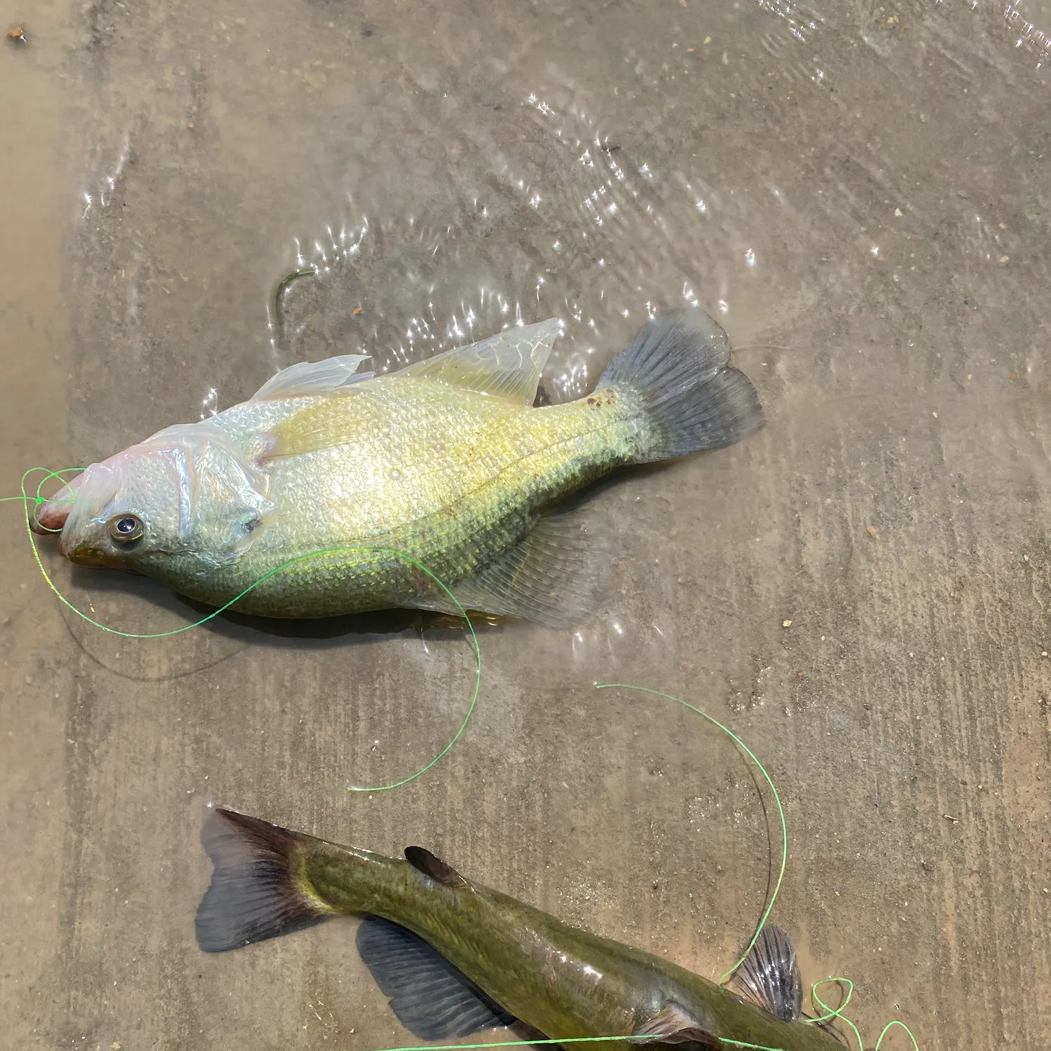 recently logged catches