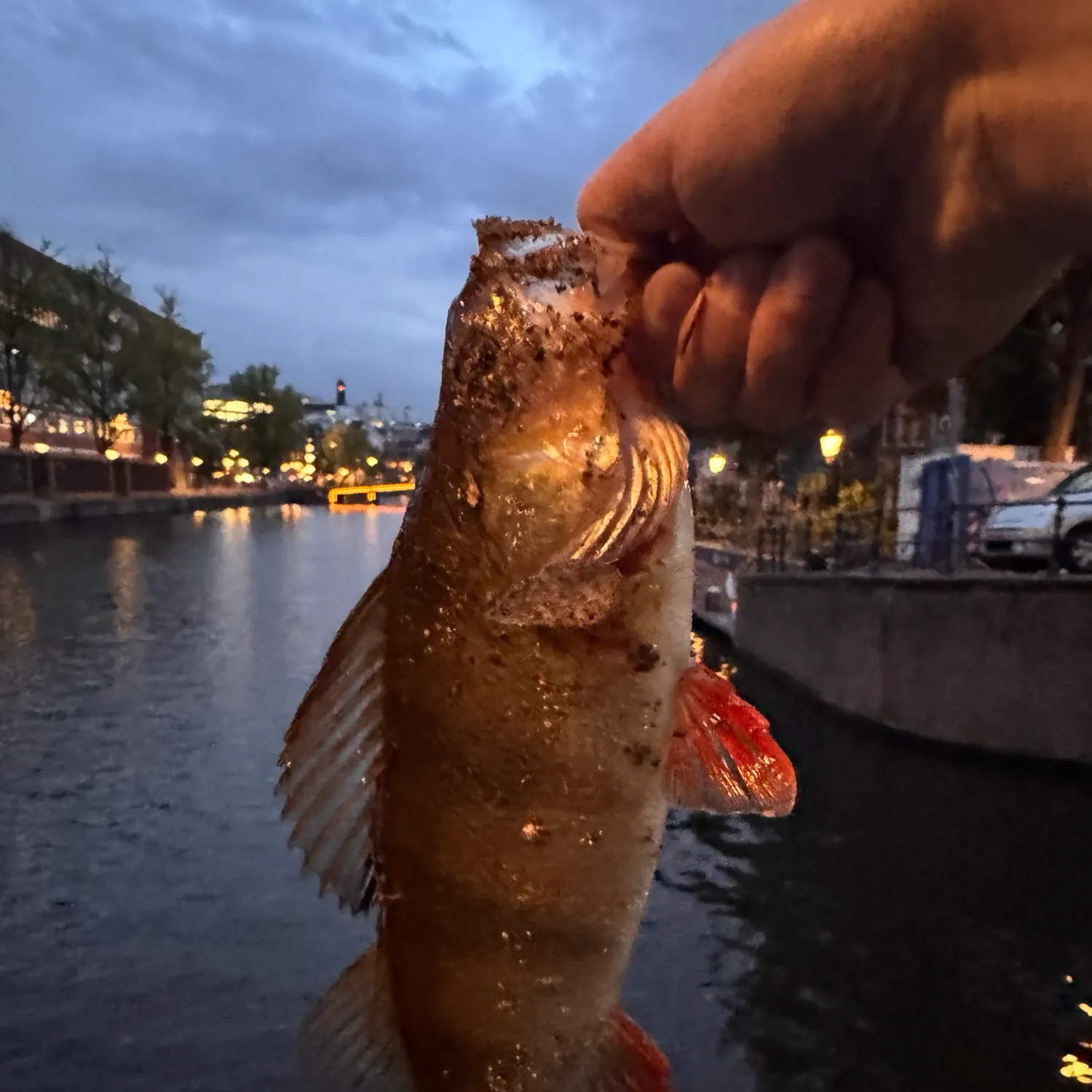 European perch caught on Fishbrain