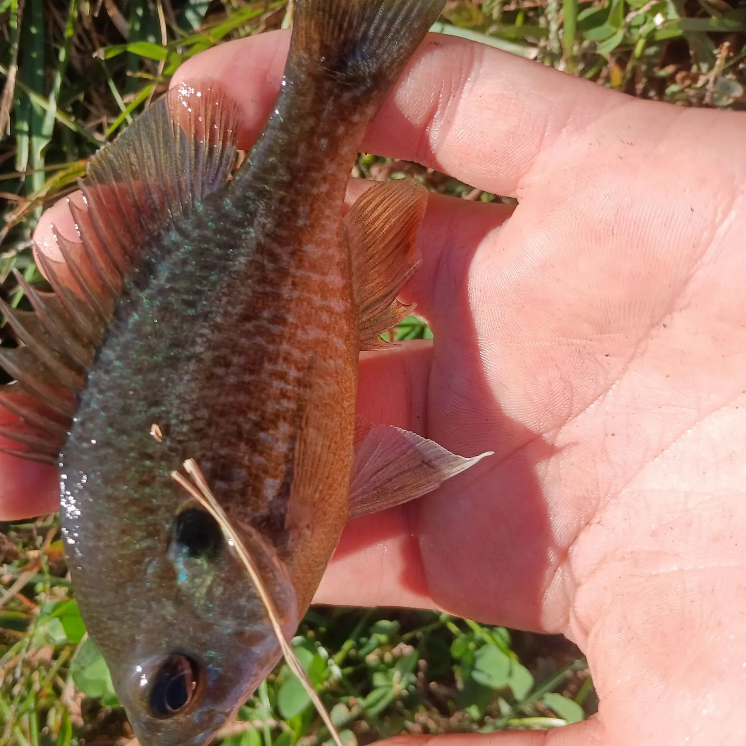 Greengill hybrid caught on Fishbrain