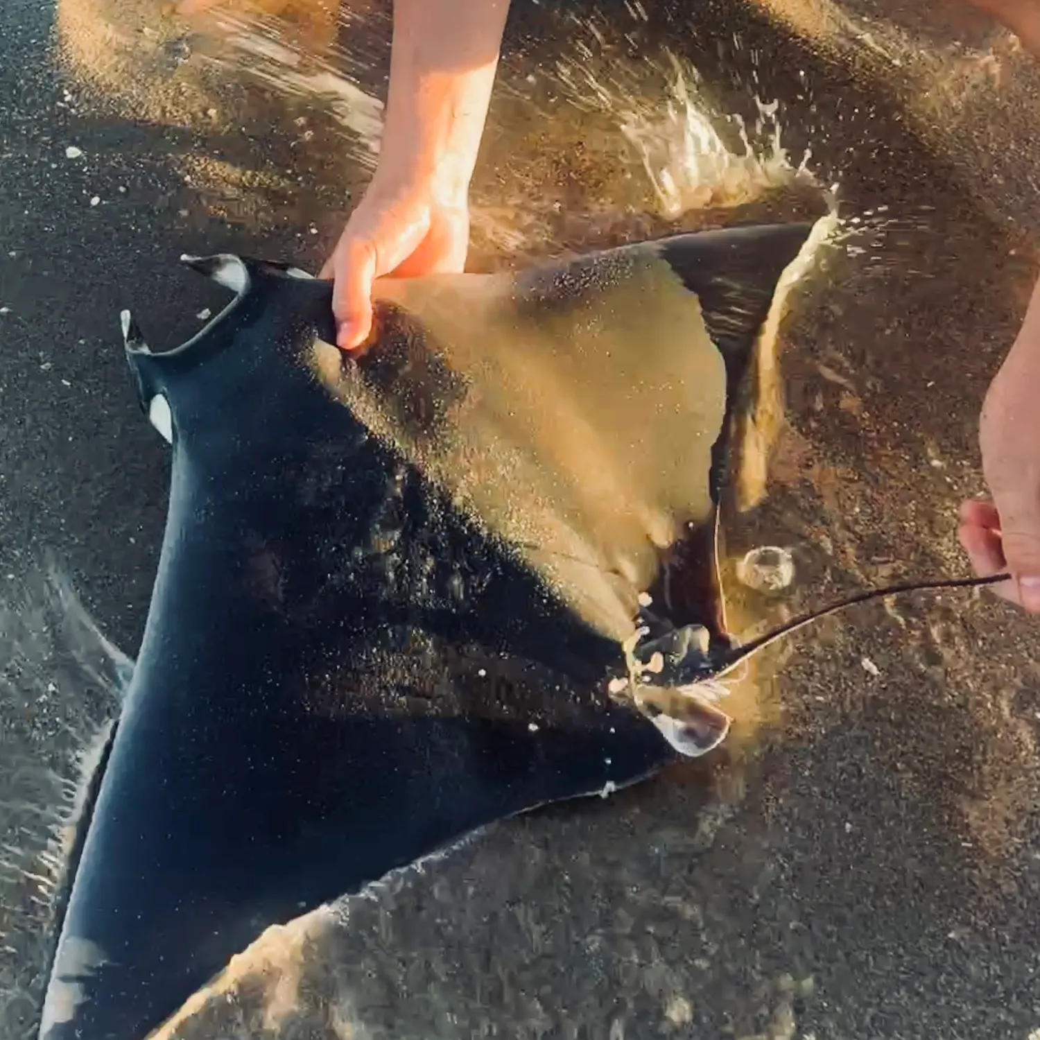 The most recent Reef manta ray catches on Fishbrain