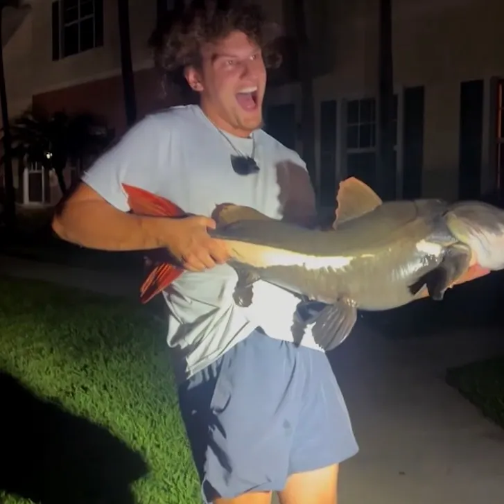 The most recent Redtail catfish catches on Fishbrain
