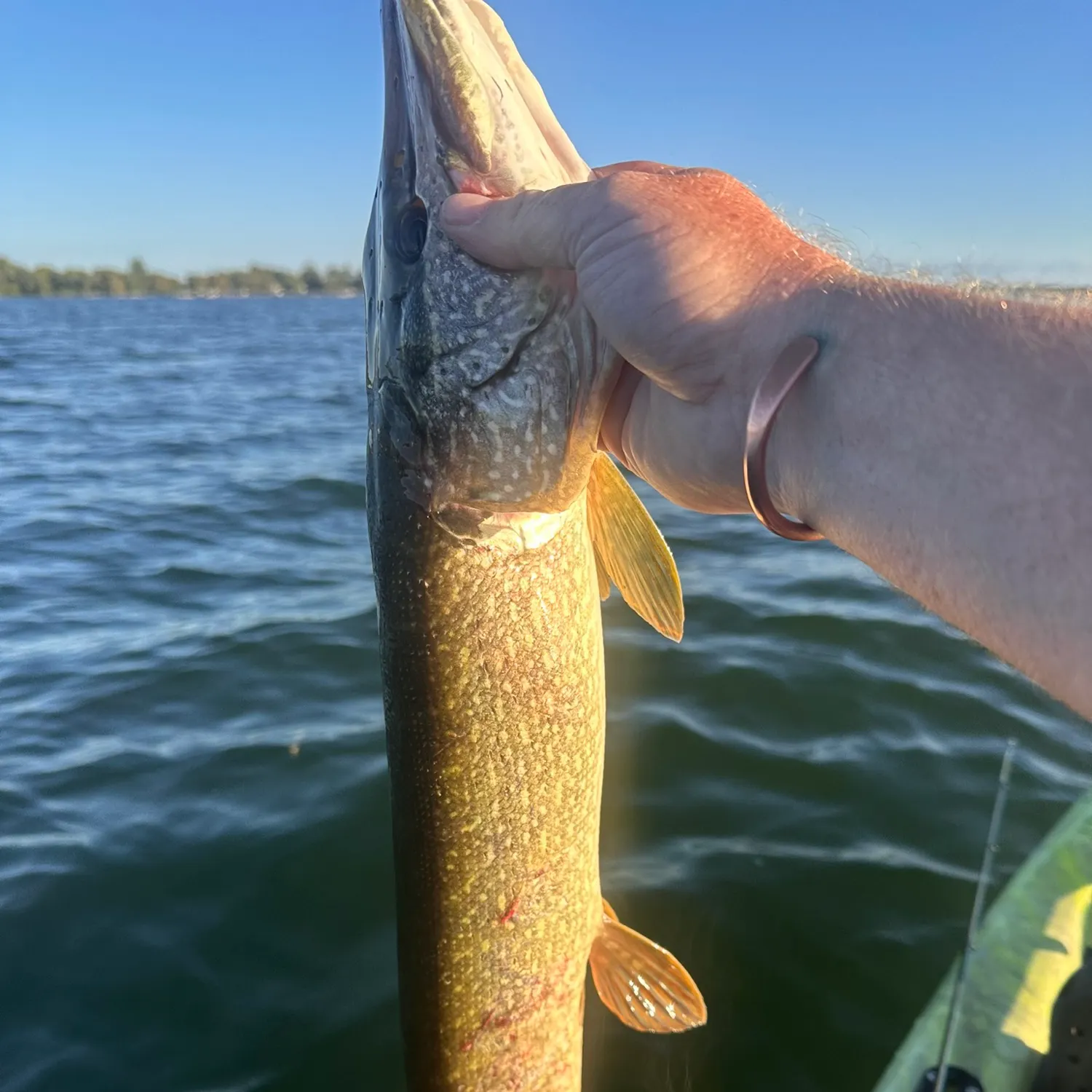 Northern pike caught on Fishbrain