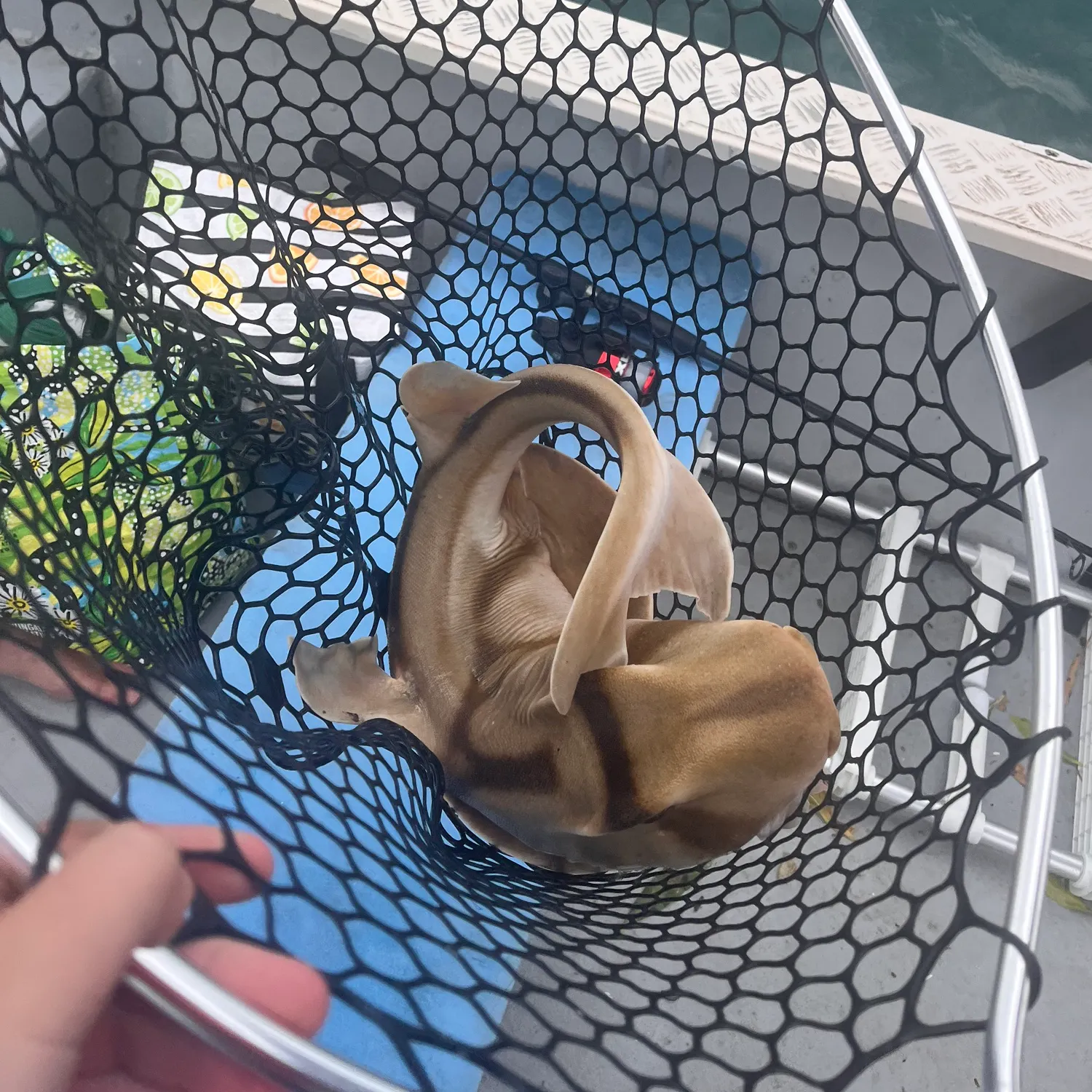 The most recent Port Jackson shark catches on Fishbrain