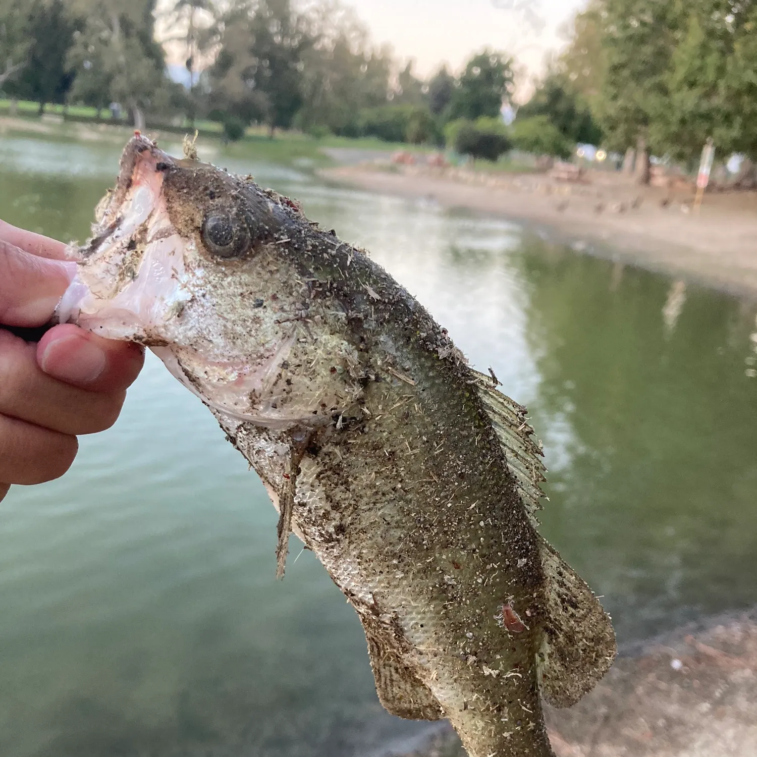 catch
