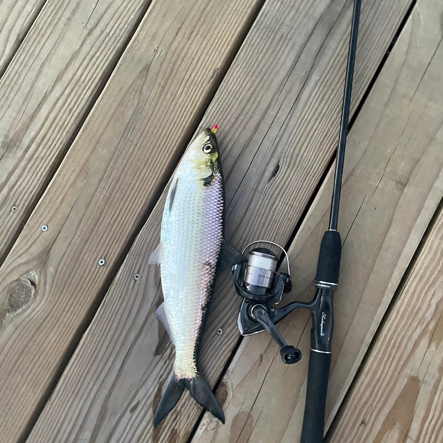 Hickory shad caught on Fishbrain