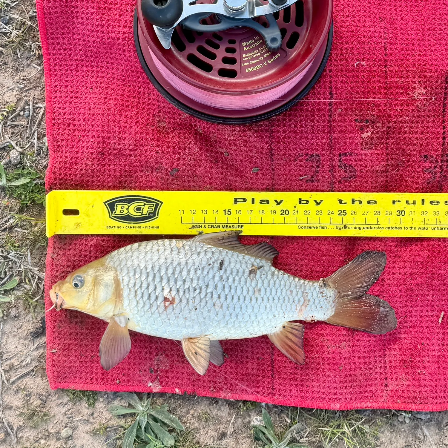 Common carp caught on Fishbrain