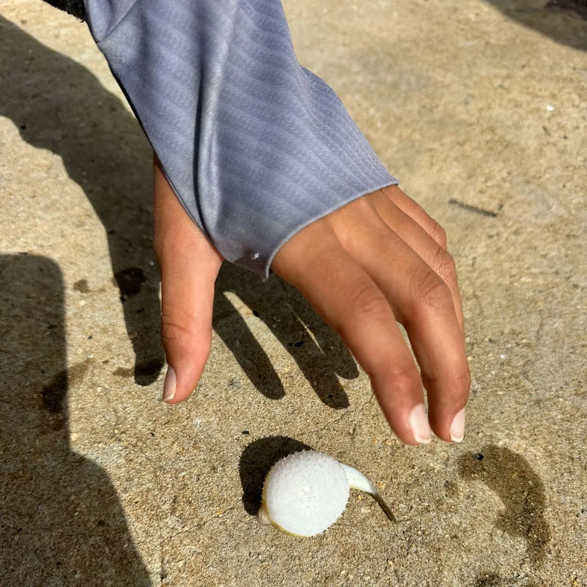The most recent Yellowspotted puffer catches on Fishbrain
