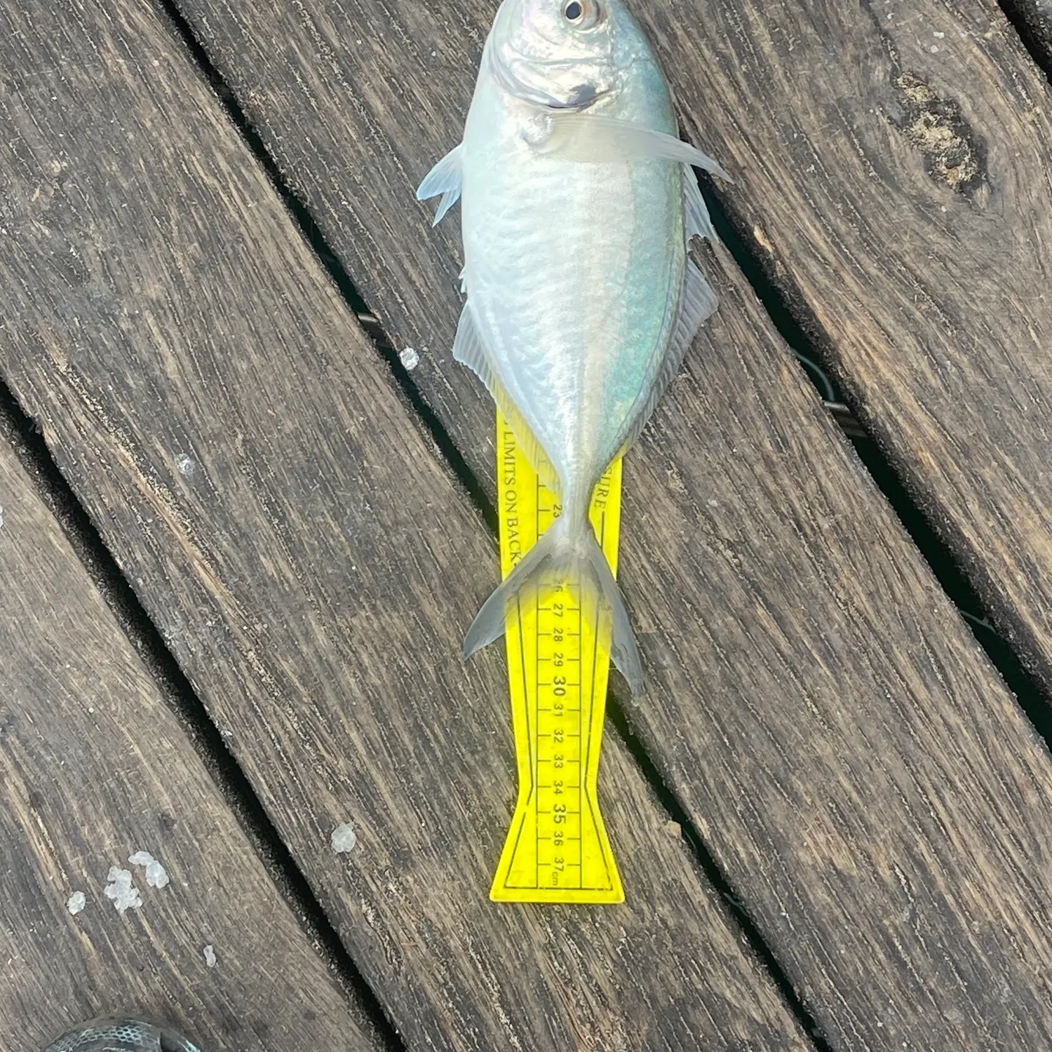 White trevally caught on Fishbrain