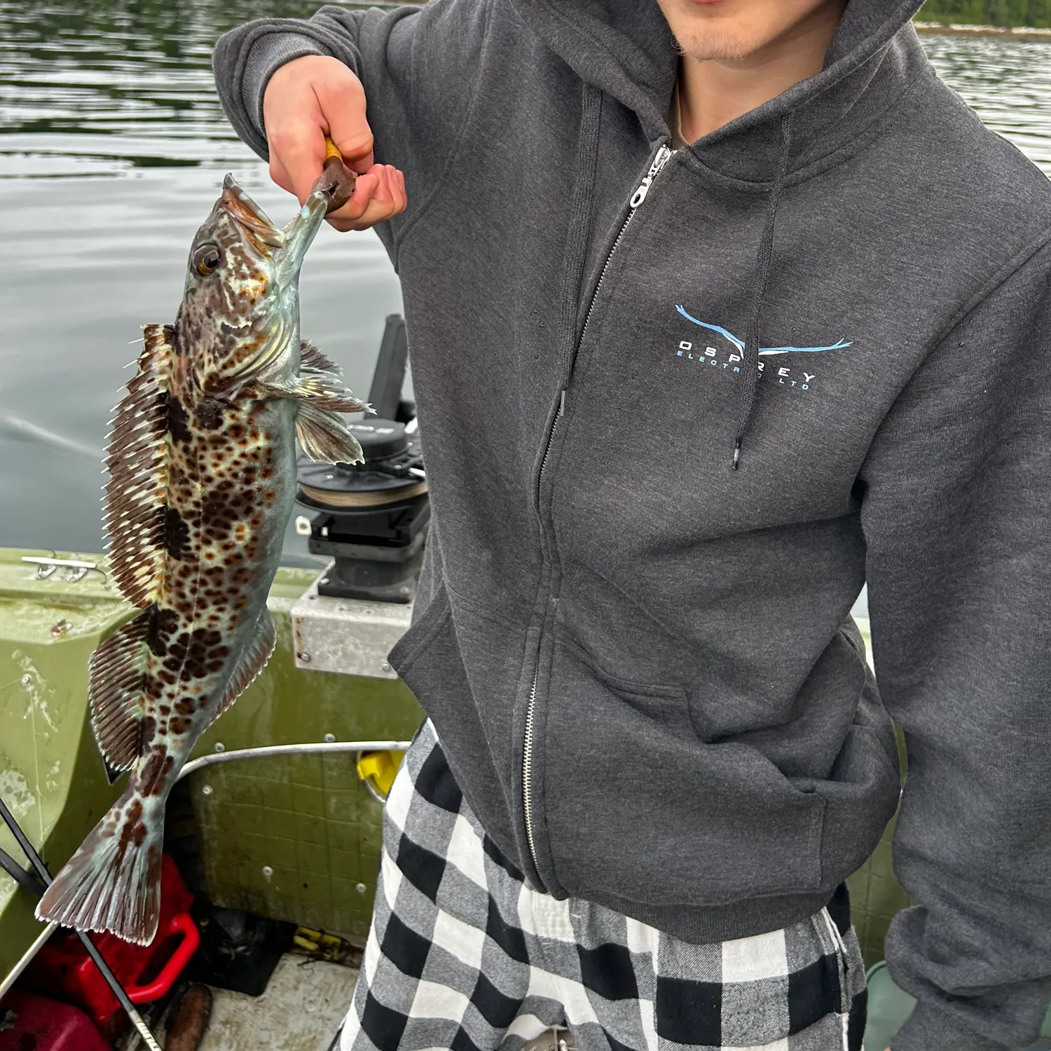 Lingcod caught on Fishbrain
