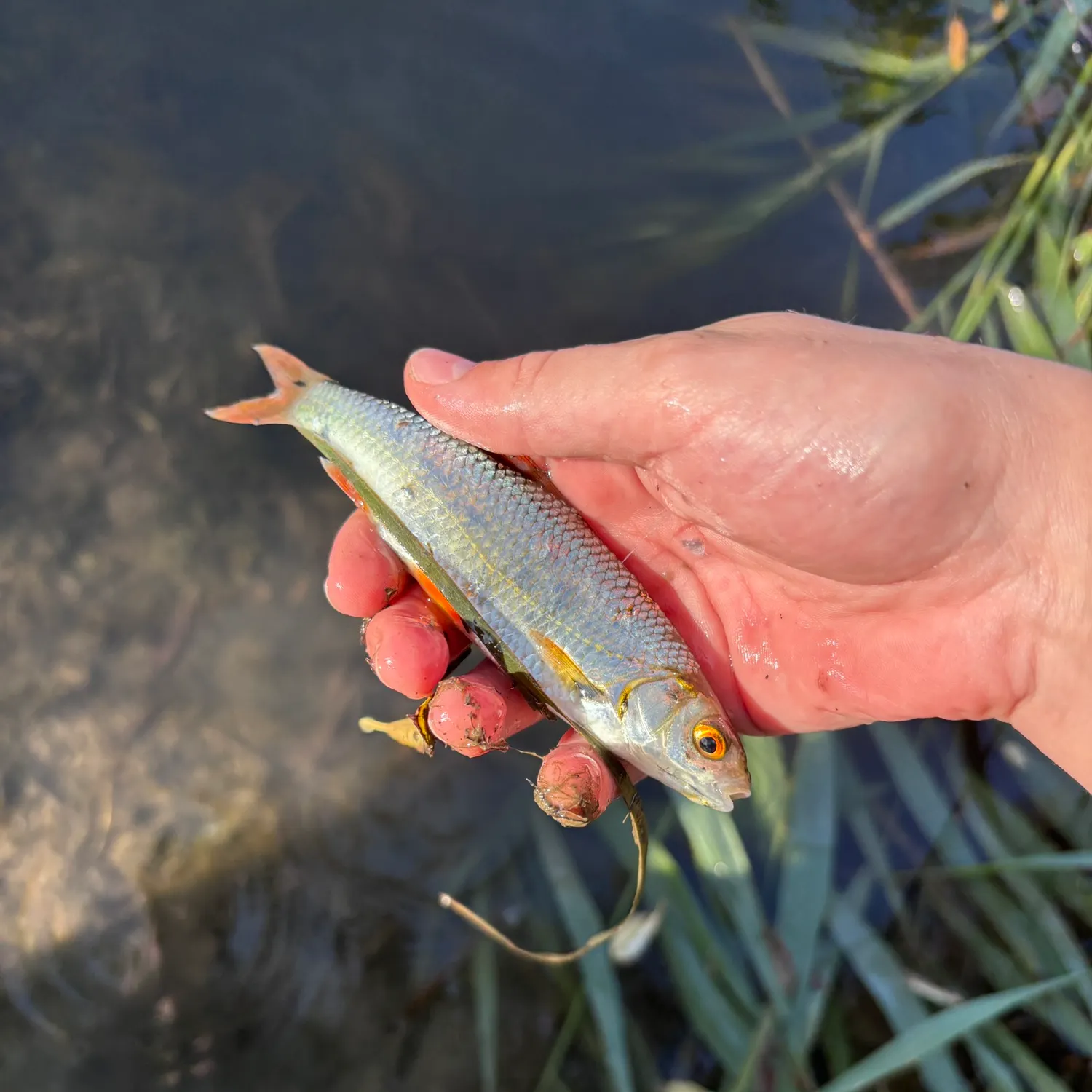 Common roach caught on Fishbrain