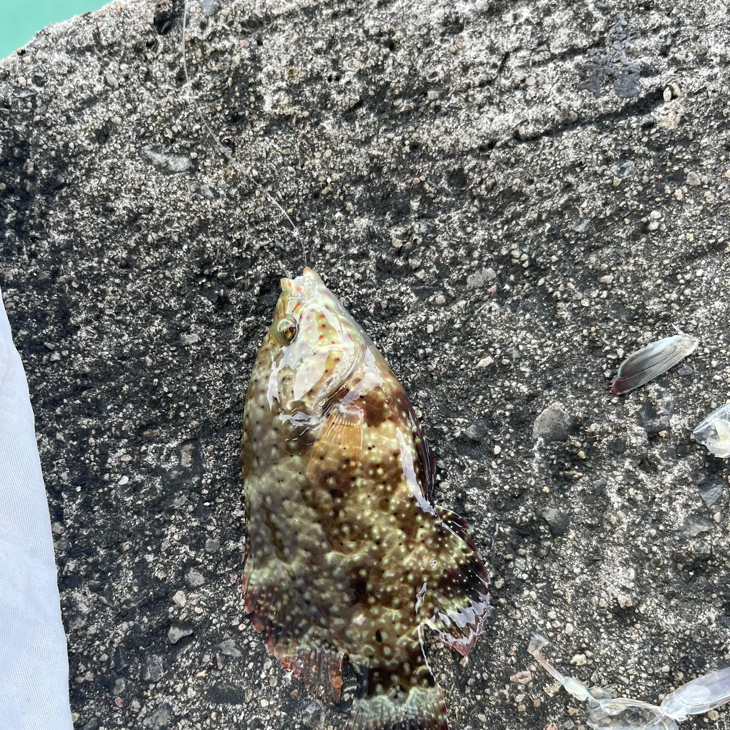 The most recent Floral wrasse catches on Fishbrain
