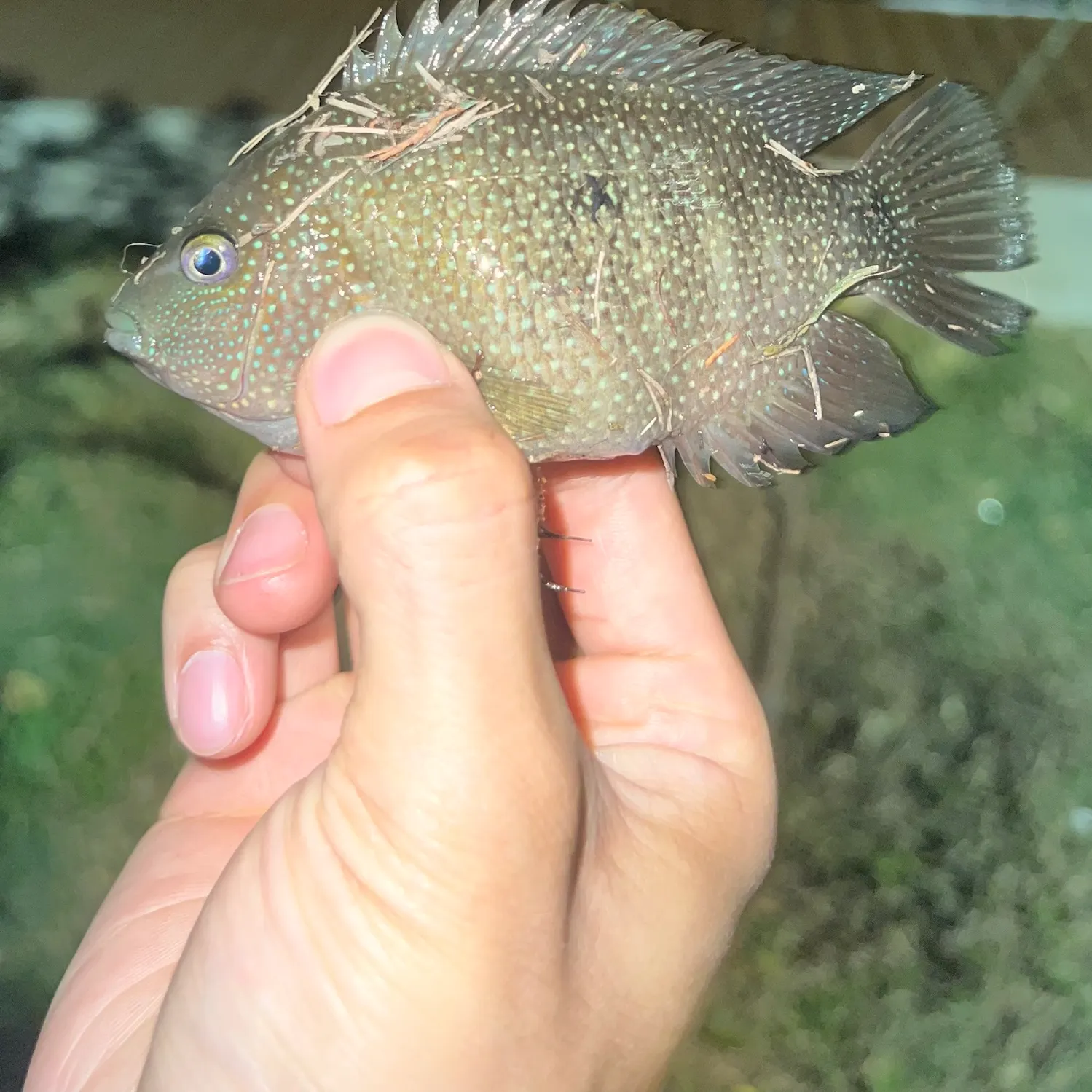 Rio Grande cichlid caught on Fishbrain