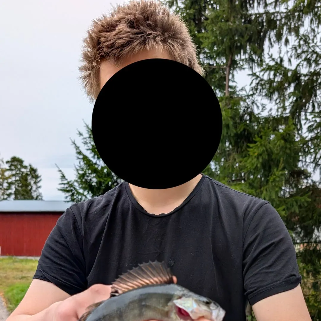 European perch caught on Fishbrain