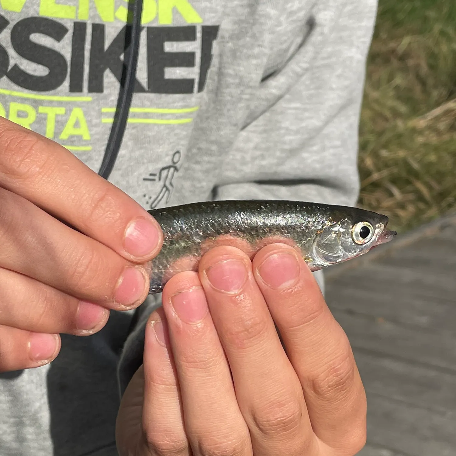 Common bleak caught on Fishbrain
