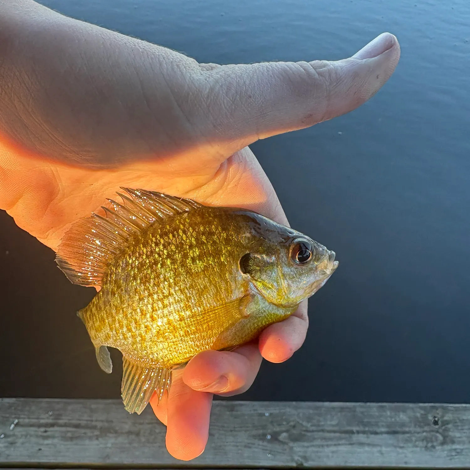 Pumpkinseed caught on Fishbrain