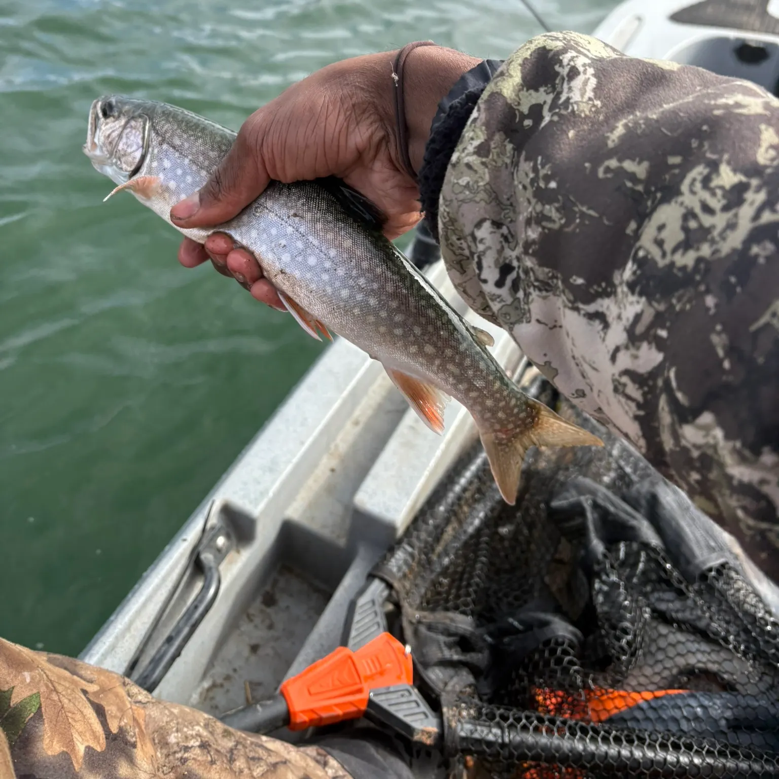 The most recent Splake catches on Fishbrain