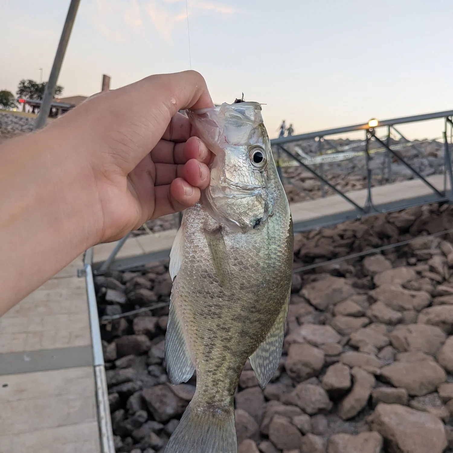 White crappie caught on Fishbrain