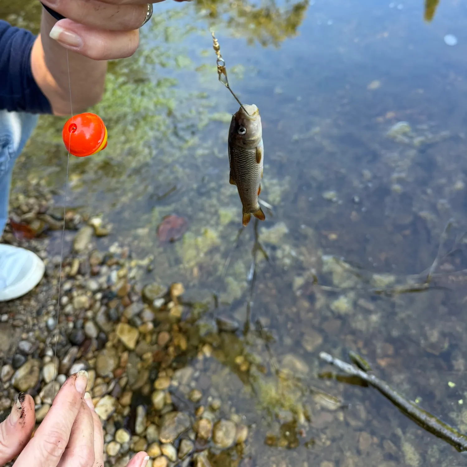 Hornyhead chub caught on Fishbrain