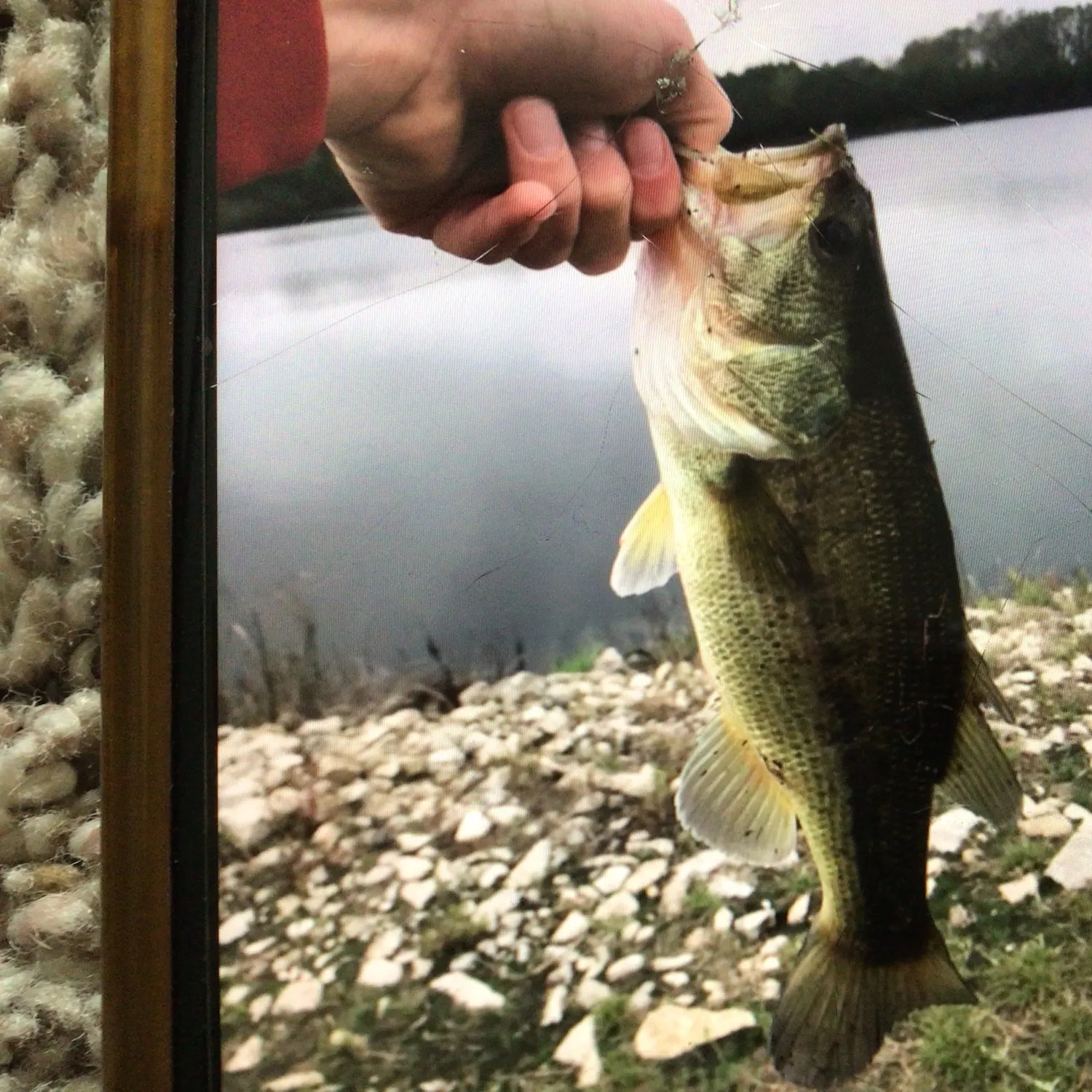 Largemouth bass caught on Fishbrain