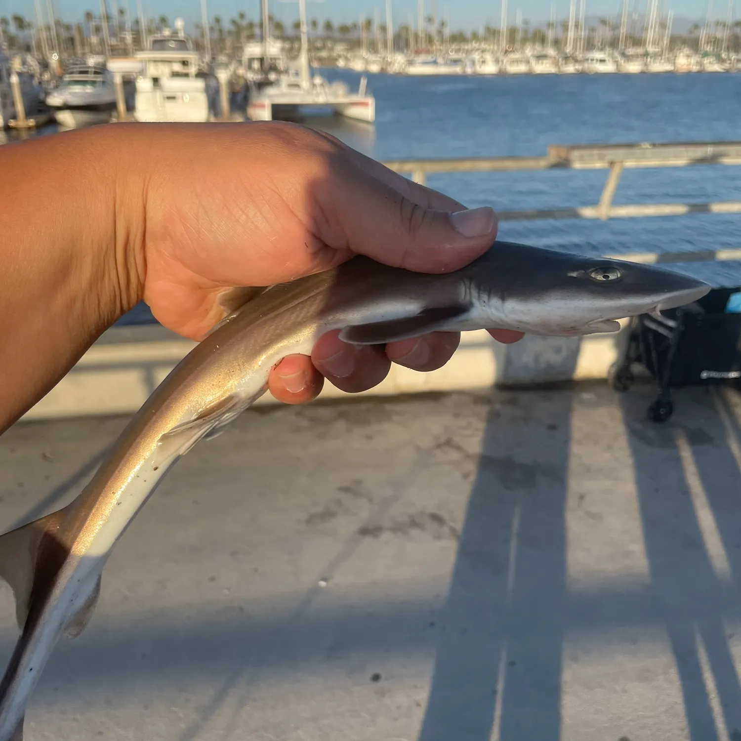 Grey smooth-hound caught on Fishbrain