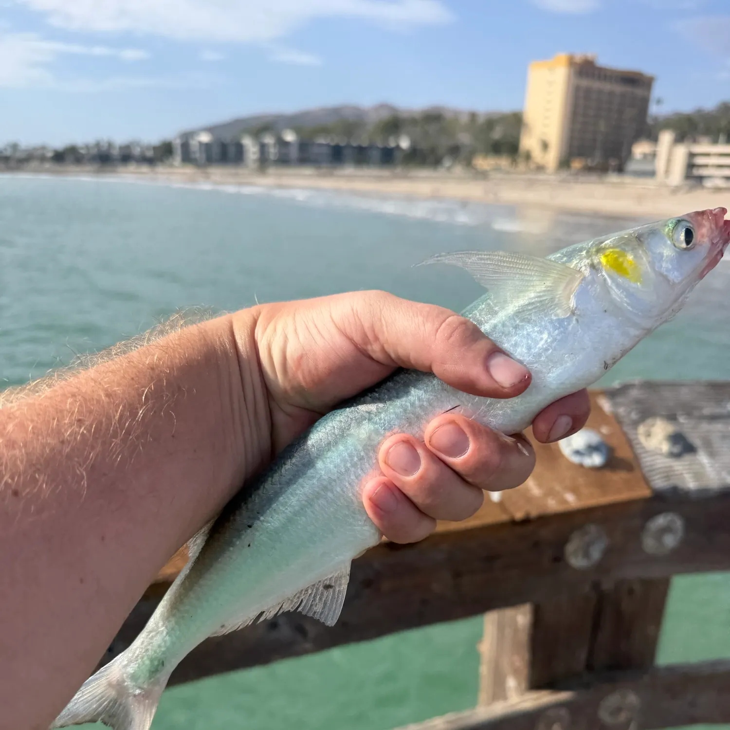 Jack smelt caught on Fishbrain